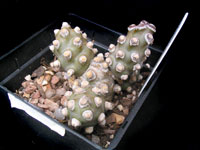 Tephrocactus molinensis