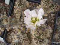 Tephrocactus molinensis