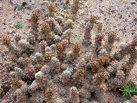 Tephrocactus molinensis