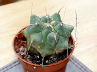 Thelocactus multicephalus