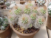 Turbinicarpus pseudomacrochele