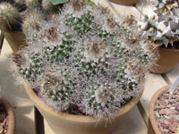 Turbinicarpus pseudomacrochele