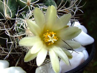 Turbinicarpus pseudomacrochele