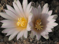 Turbinicarpus pseudomacrochele