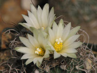 Turbinicarpus pseudomacrochele