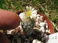 Turbinicarpus pseudomacrochele