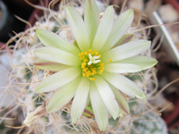 Turbinicarpus pseudomacrochele