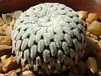 Turbinicarpus pseudopectinatus