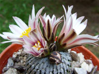 Turbinicarpus pseudopectinatus