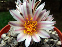 Turbinicarpus pseudopectinatus