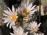 Turbinicarpus pseudopectinatus