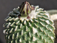 Turbinicarpus pseudopectinatus