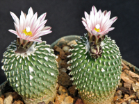 Turbinicarpus pseudopectinatus