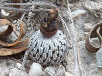 Turbinicarpus pseudopectinatus