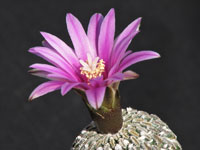 Turbinicarpus pseudopectinatus