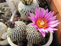 Turbinicarpus pseudopectinatus