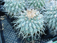 Thelocactus rinconensis