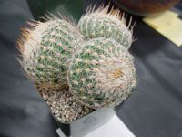 Turbinicarpus saueri