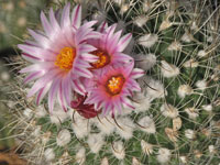 Turbinicarpus saueri