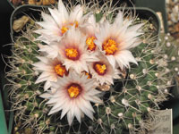 Turbinicarpus saueri