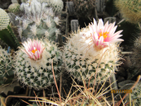 Turbinicarpus saueri