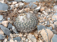 Turbinicarpus saueri