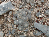 Turbinicarpus saueri