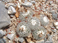 Turbinicarpus saueri