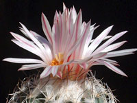 Turbinicarpus saueri