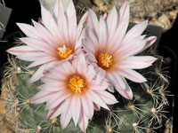 Turbinicarpus saueri