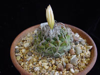 Turbinicarpus schmiedickeanus