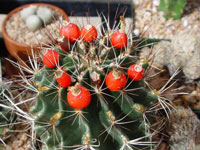 Thelocactus setispinus