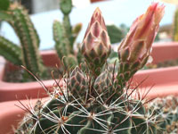 Thelocactus setispinus