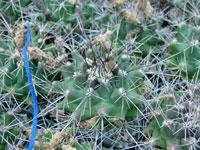 Thelocactus tulensis