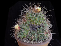 Thelocactus tulensis