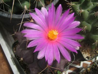 Thelocactus tulensis