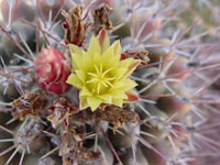 Thelocactus tulensis