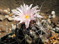 Thelocactus tulensis