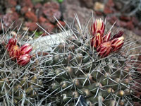 Thelocactus tulensis