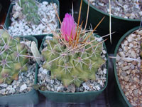 Thelocactus tulensis