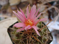 Thelocactus tulensis