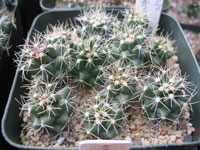 Thelocactus tulensis