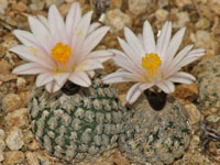 Turbinicarpus valdezianus