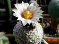 Turbinicarpus valdezianus