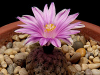 Turbinicarpus valdezianus