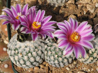 Turbinicarpus valdezianus