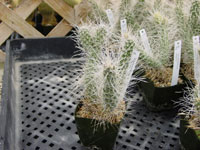 Tephrocactus weberi