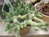 Tephrocactus weberi