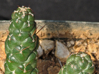 Tephrocactus weberi