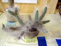 Tephrocactus weberi